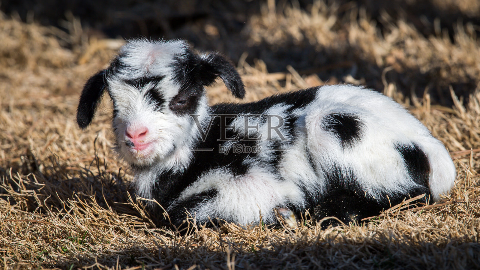 可爱的小山羊在农场一天大照片摄影图片