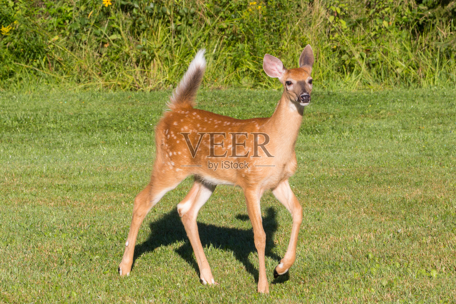 在一个阳光明媚的夏日早晨，小鹿在草地上。照片摄影图片