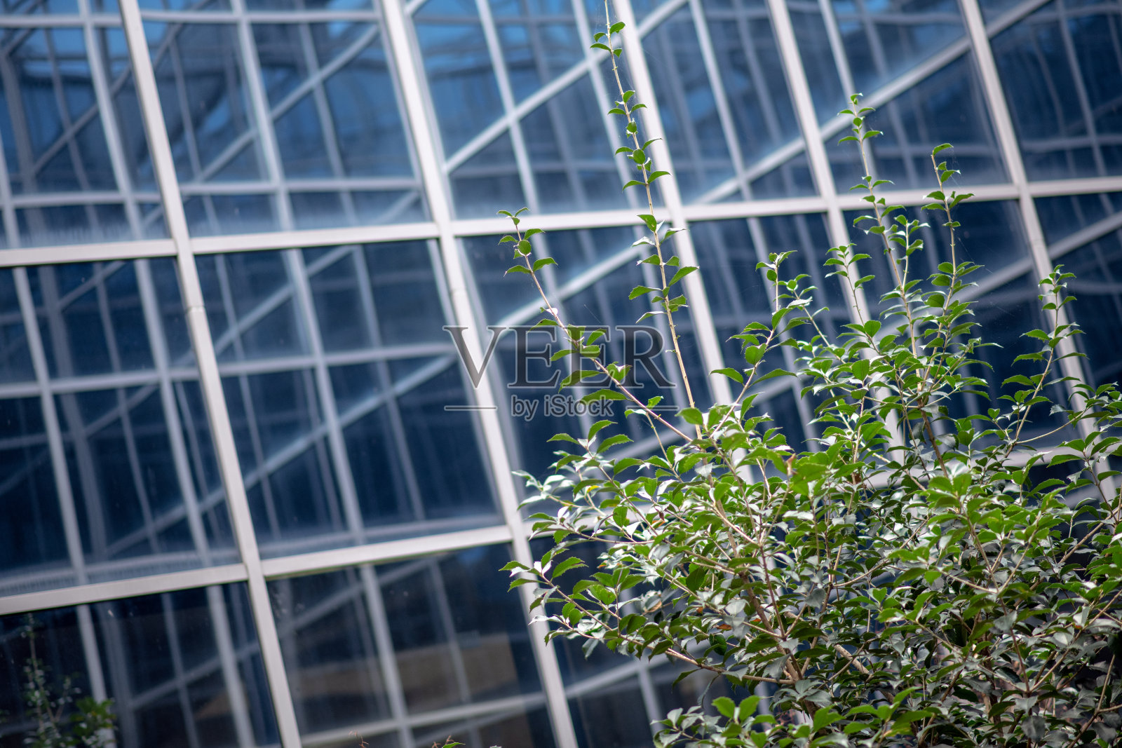 绿色建筑，树木和玻璃摩天大楼照片摄影图片