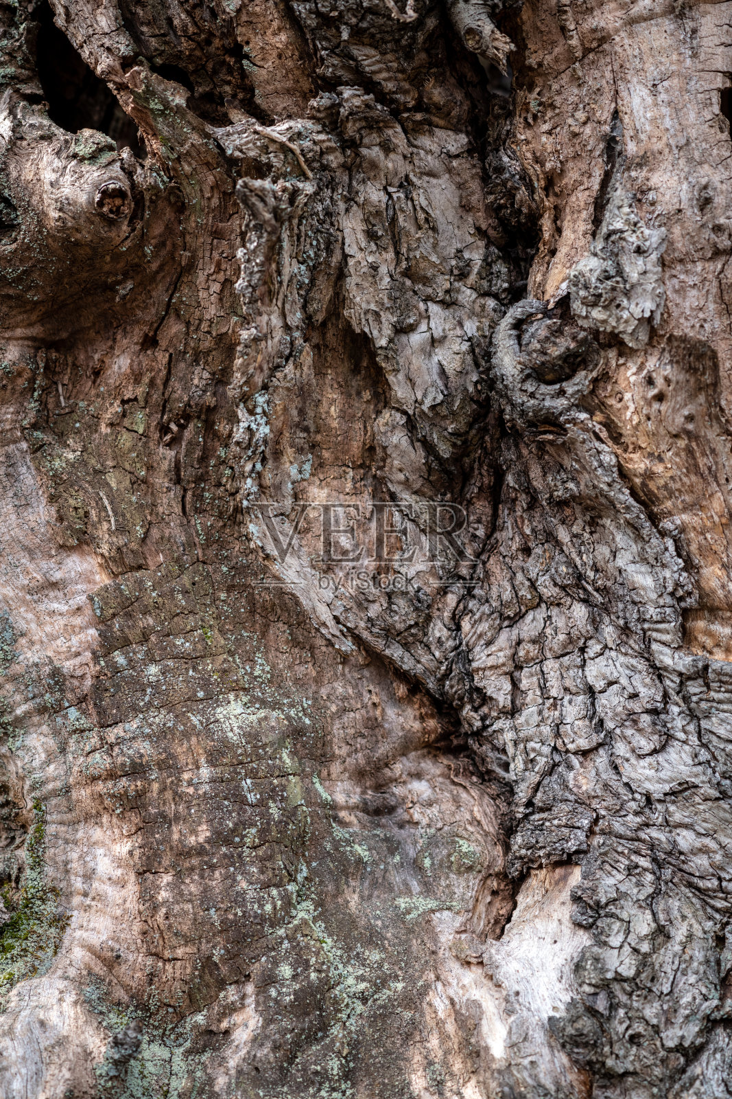 老树皮照片摄影图片