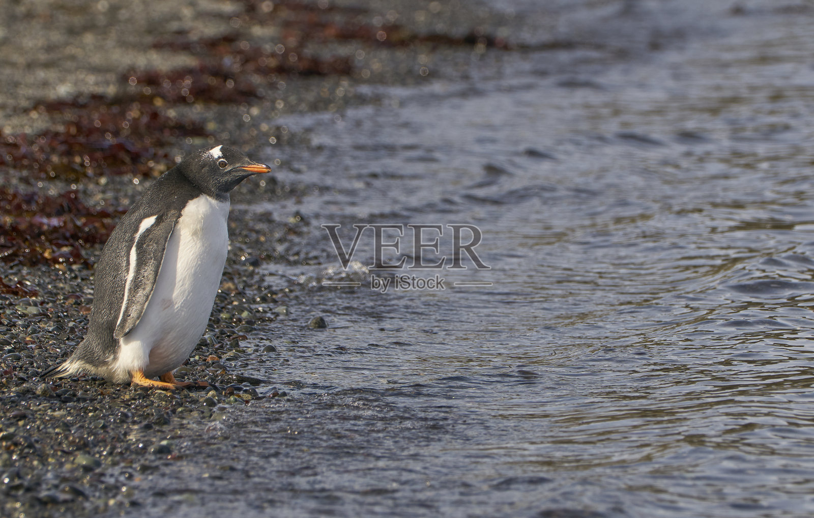 野生巴布亚企鹅在壮观的风景南极半岛在大南大洋照片摄影图片