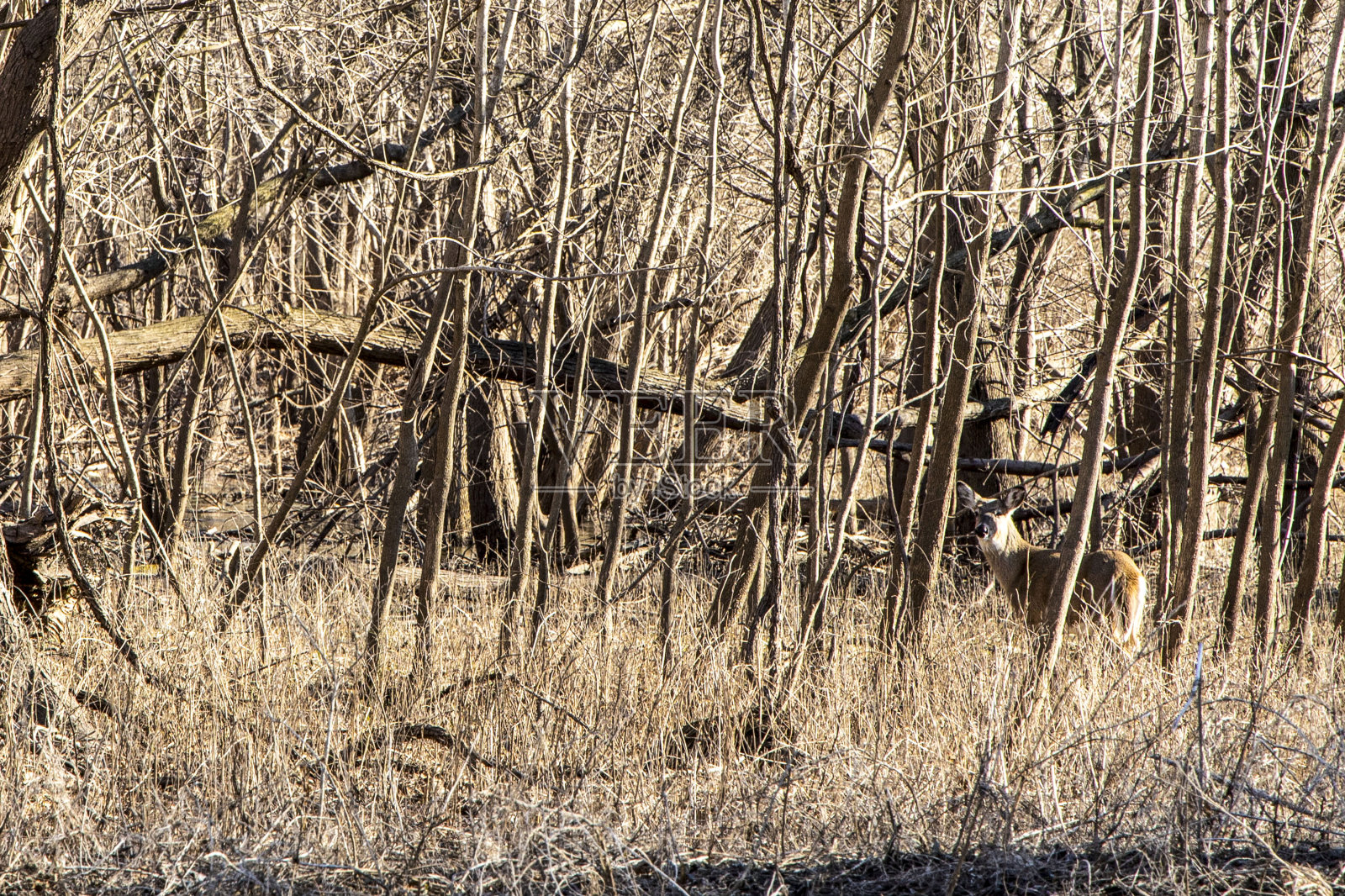 白尾鹿(docoileus virginianus) 0148照片摄影图片