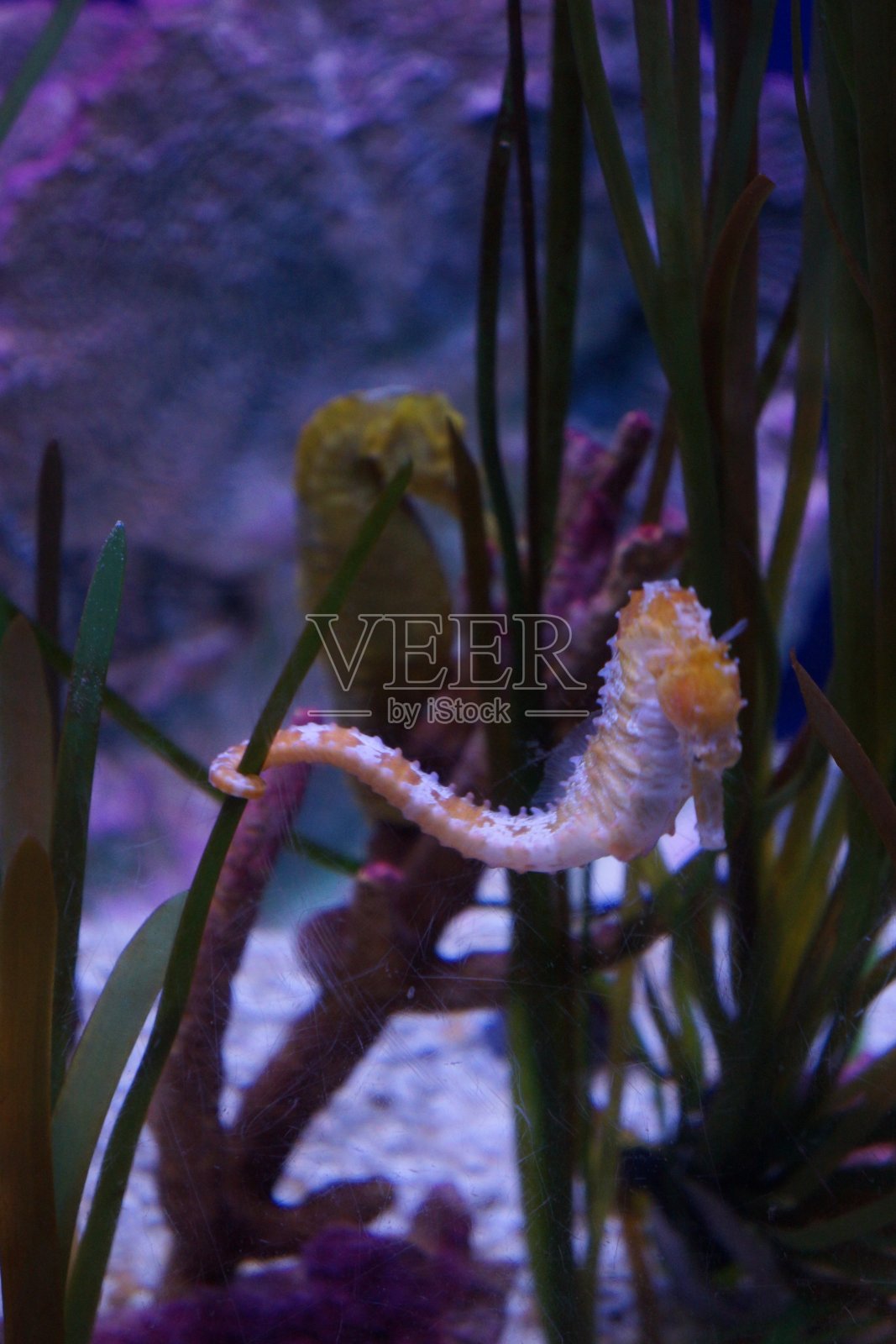 海马照片摄影图片