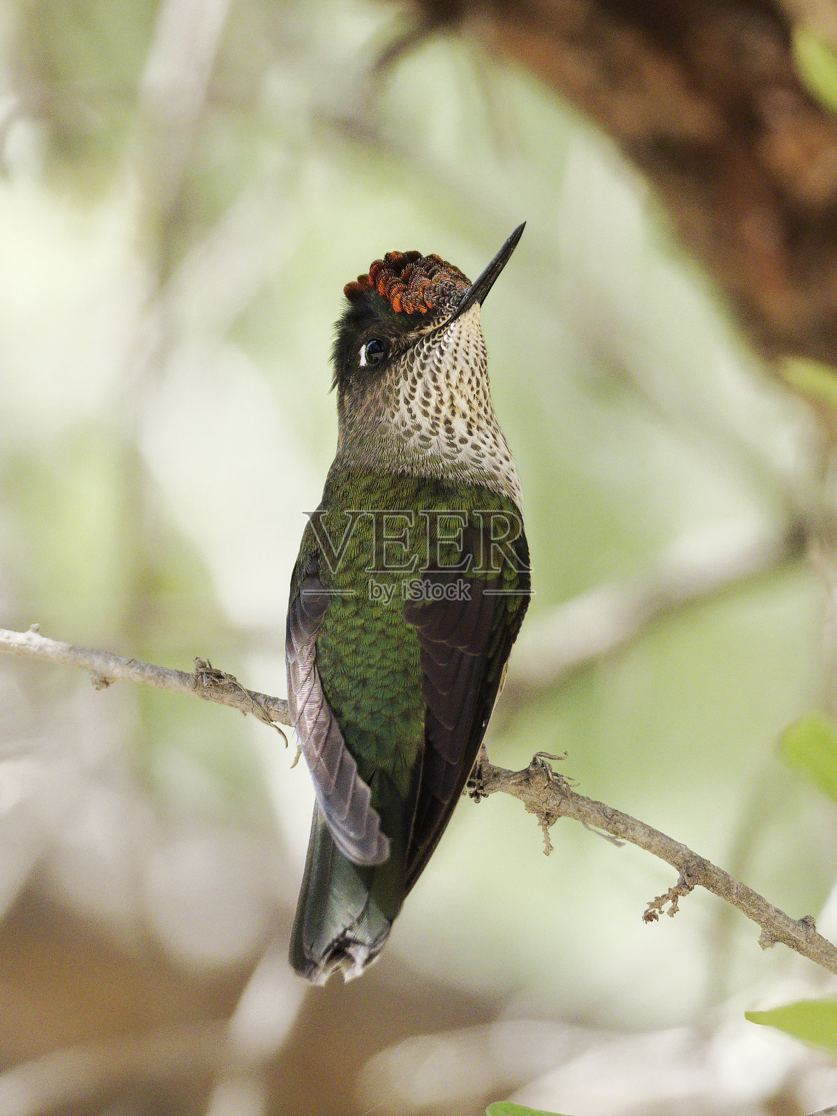 一只绿背火冠蜂鸟举起了它猩红色的冠羽照片摄影图片
