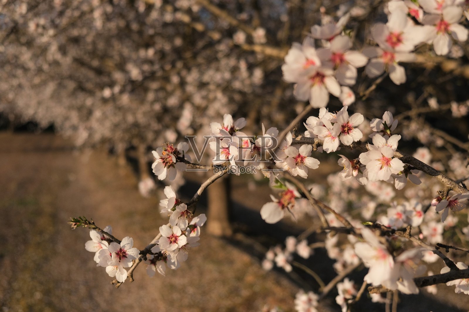 盛开的杏树照片摄影图片