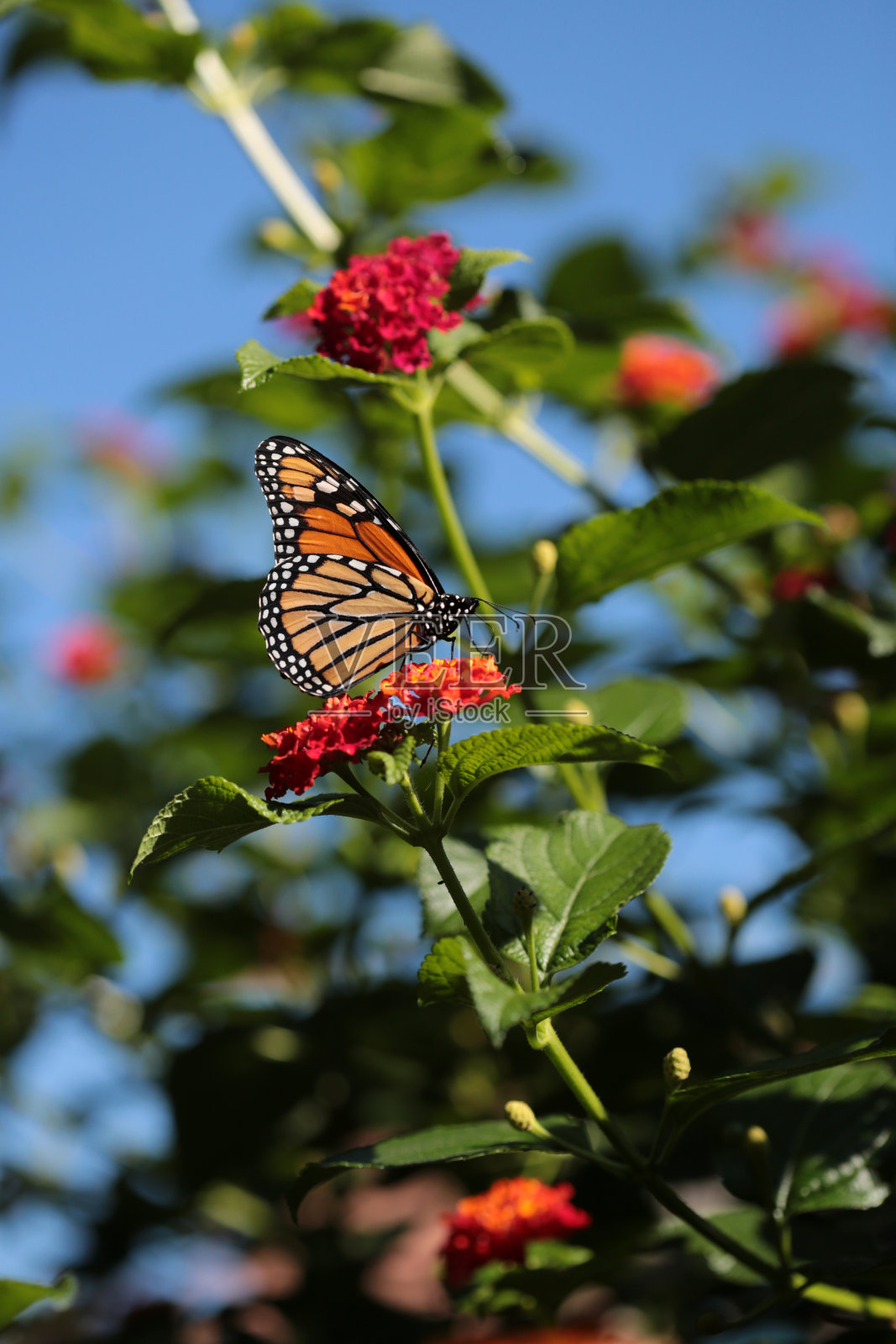 一只在吃马鞭草花的帝王蝶照片摄影图片
