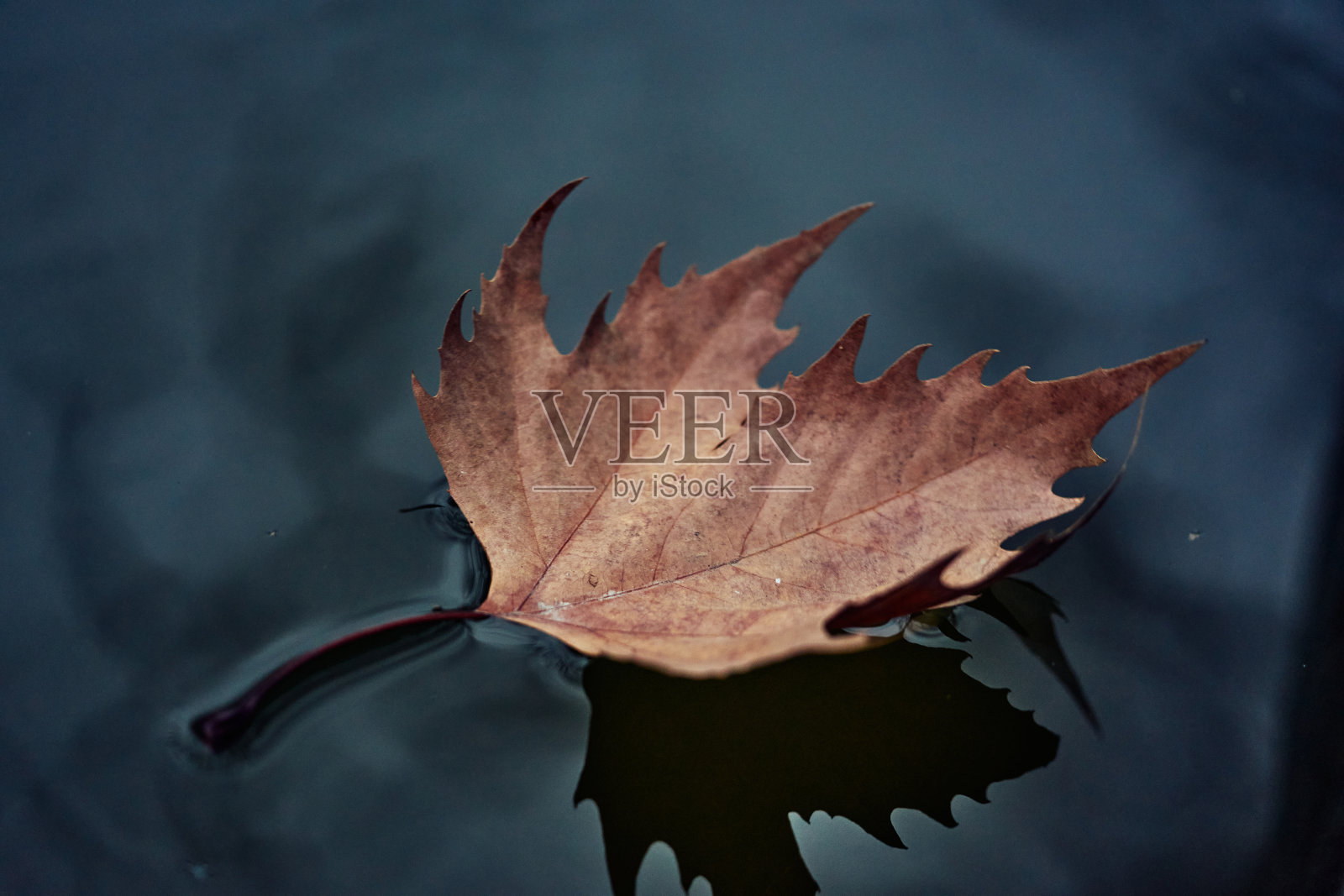 在一个多云的秋天的一天，一个干燥的叶子漂浮在水坑的特写镜头。照片摄影图片