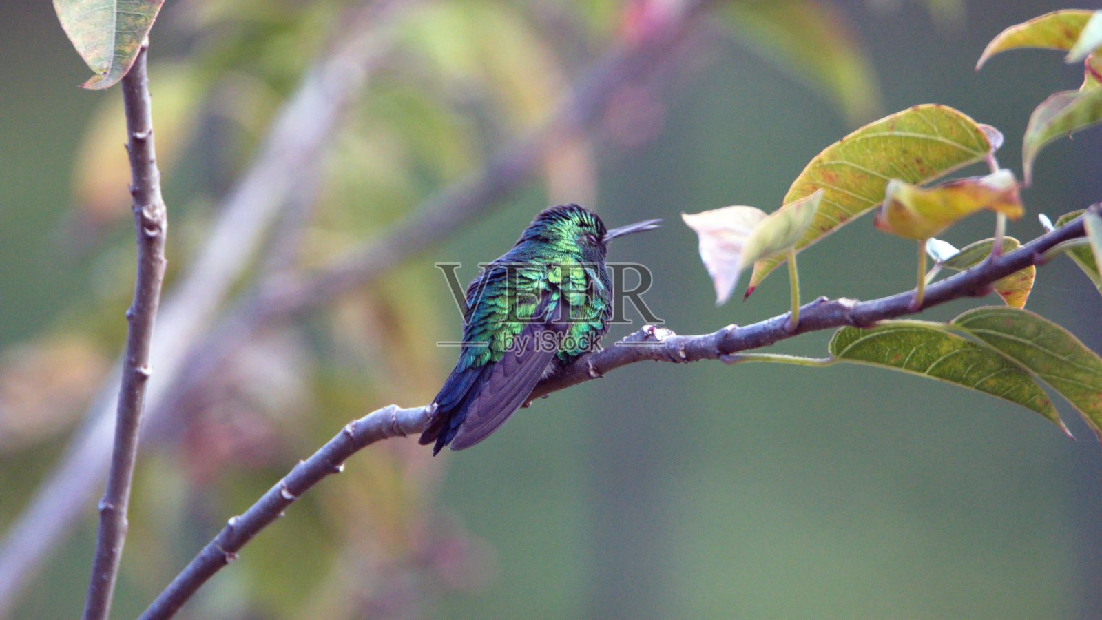 西方翡翠蜂鸟照片摄影图片