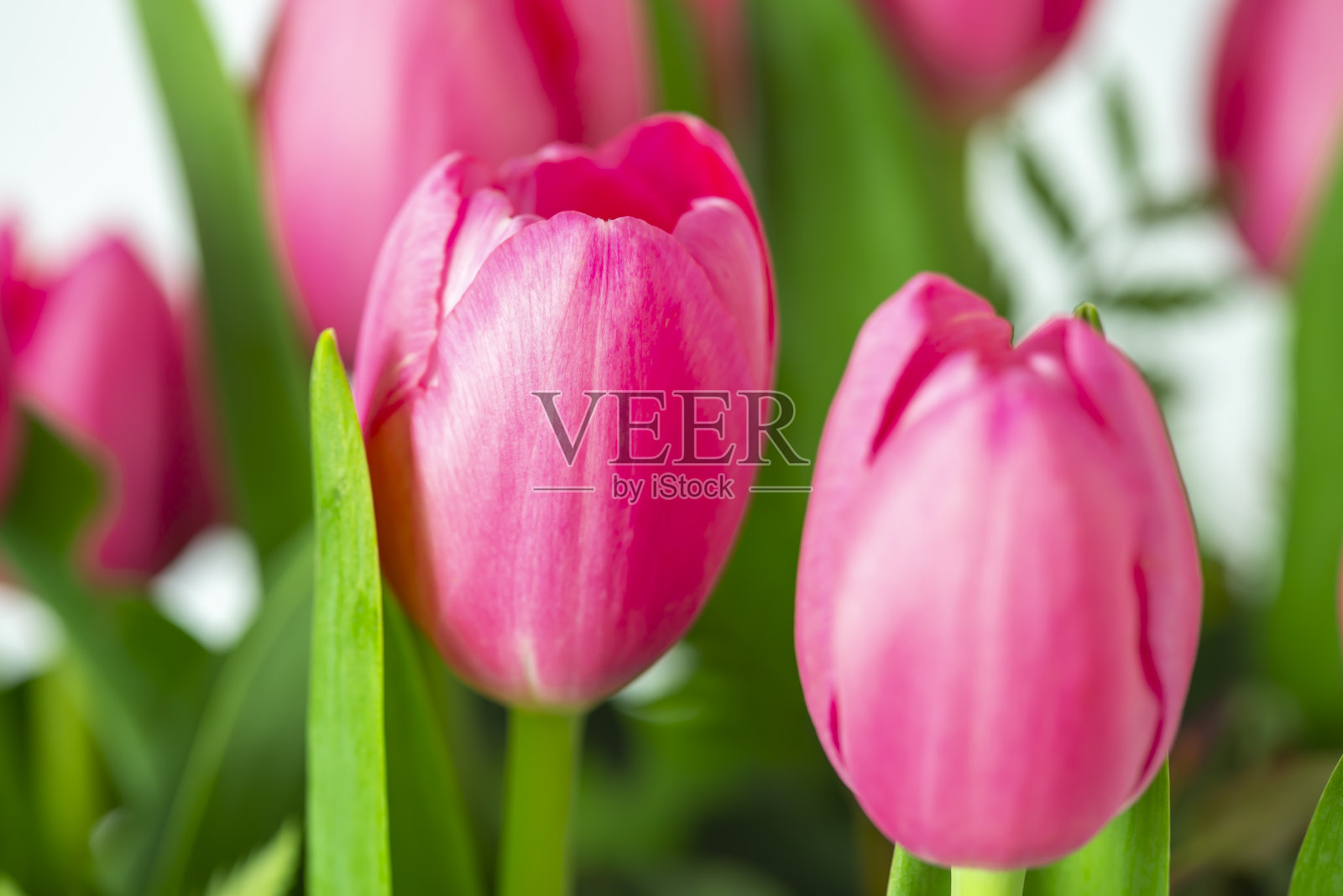 美丽的粉色郁金香照片摄影图片