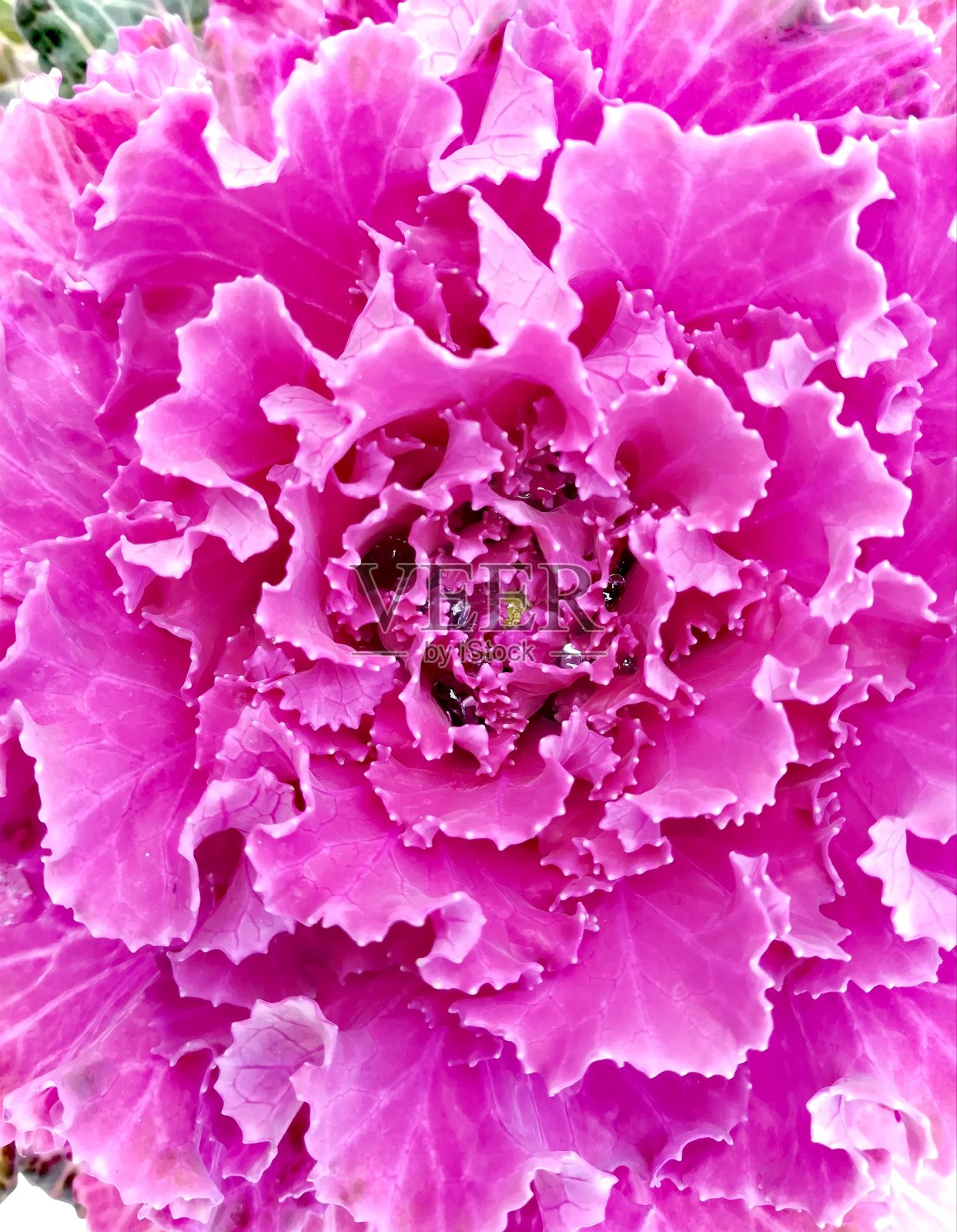 花照片摄影图片