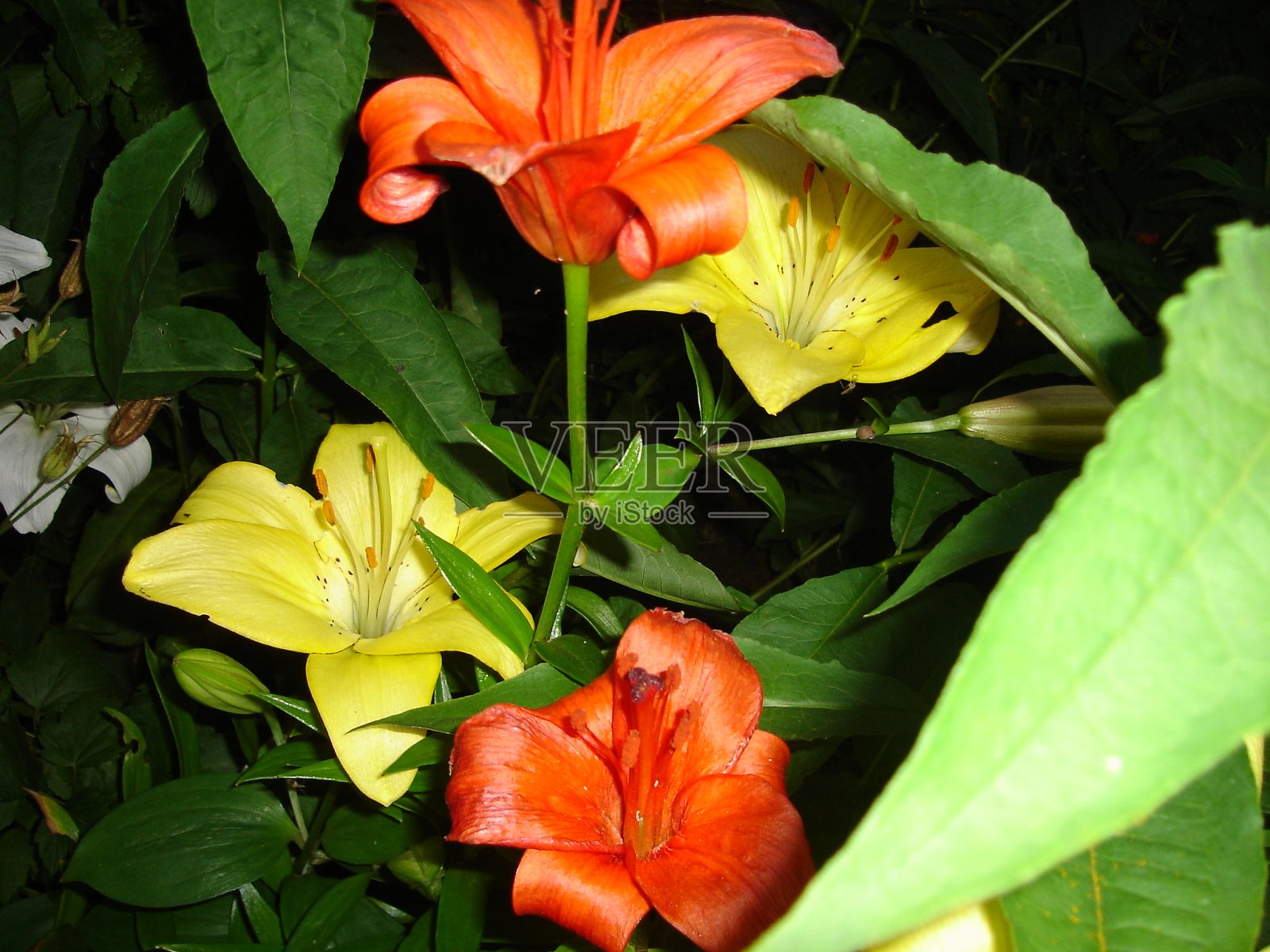 美丽娇艳、色彩鲜艳的花朵盛开着照片摄影图片