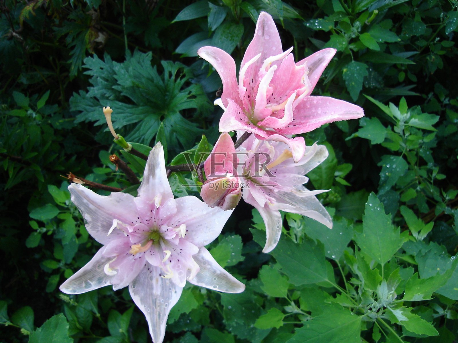 美丽娇艳、色彩鲜艳的花朵盛开着照片摄影图片