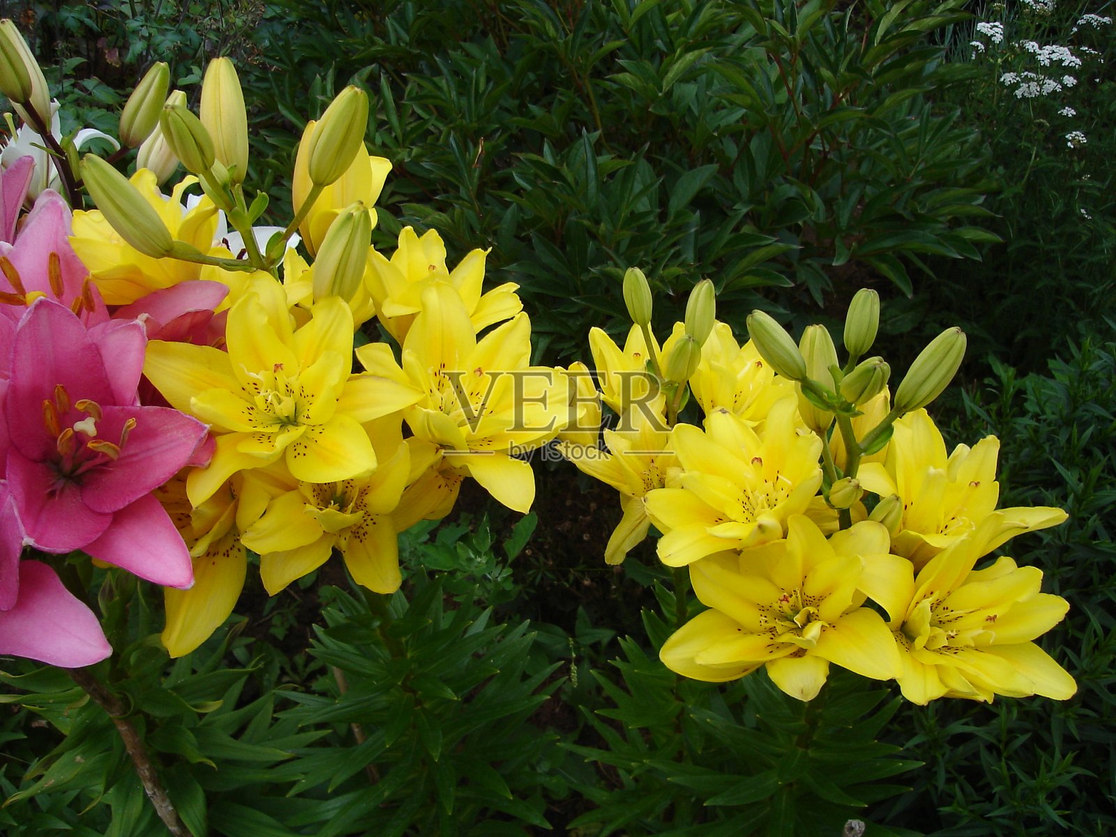 美丽娇艳、色彩鲜艳的花朵盛开着照片摄影图片