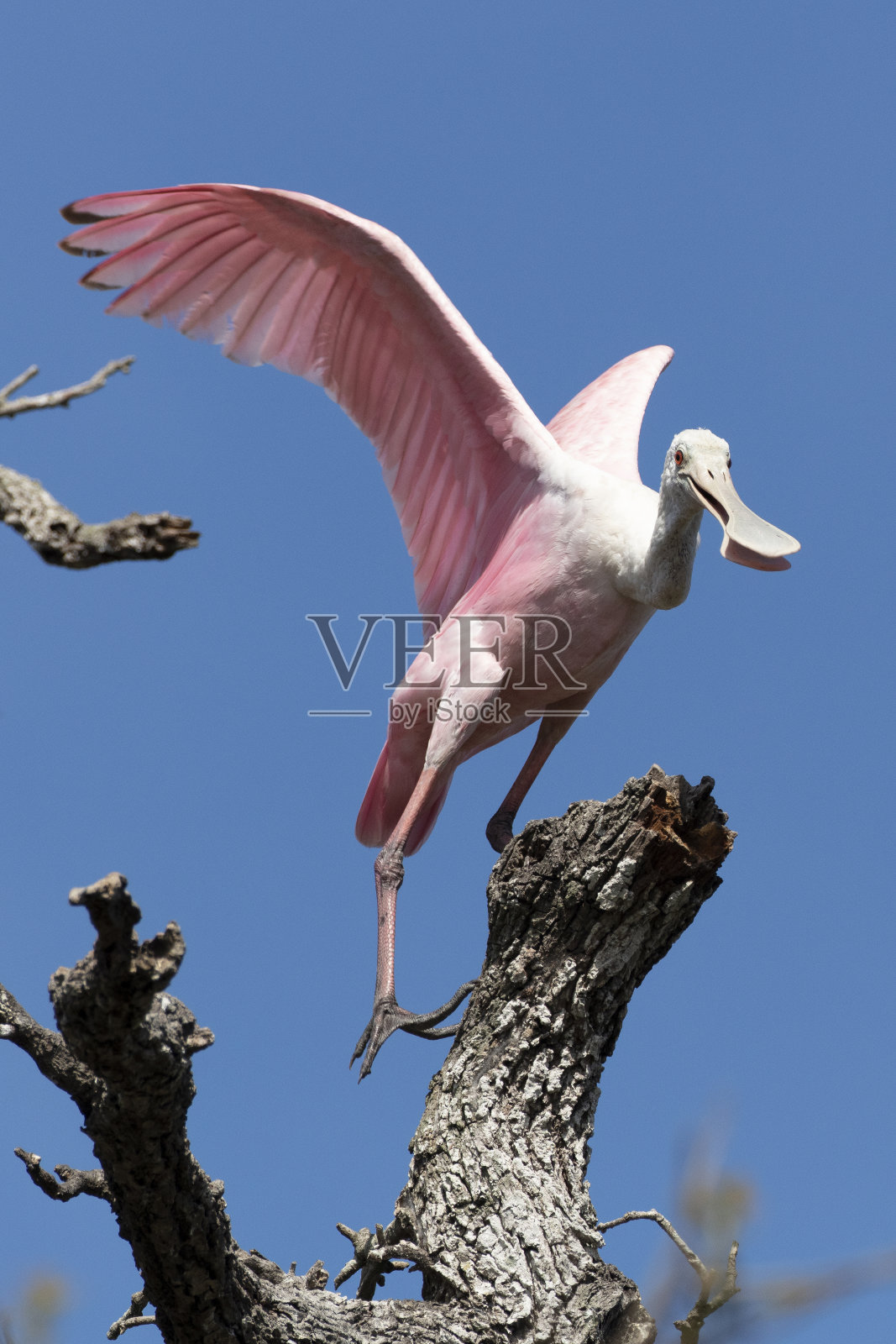 琵鹭照片摄影图片