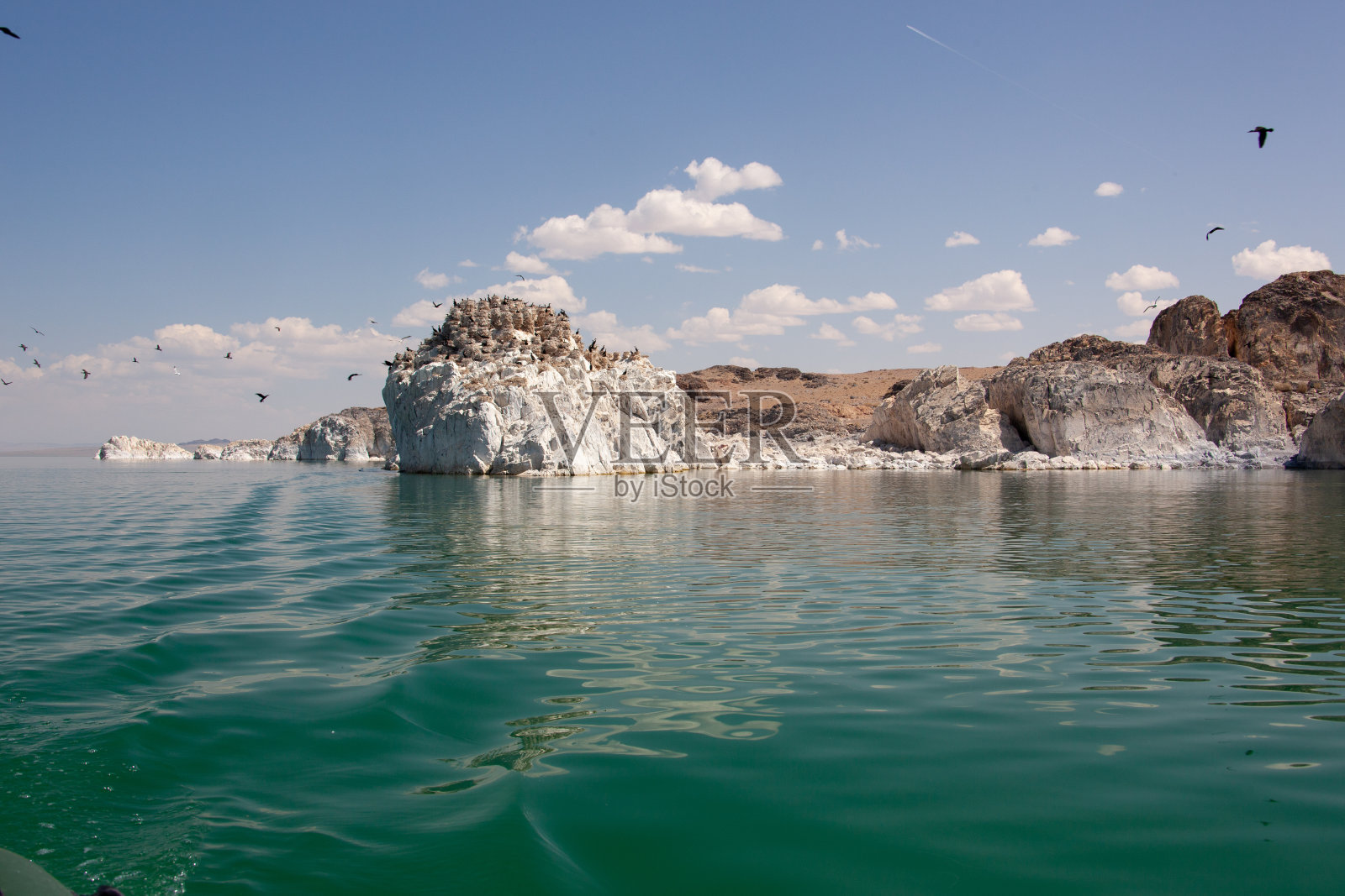 野鸟坐在白色悬崖上筑的巢上照片摄影图片