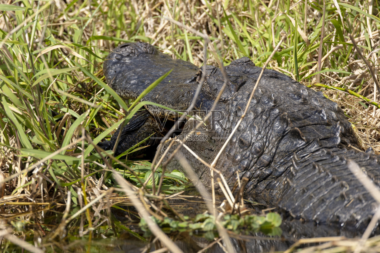 美国鳄鱼照片摄影图片