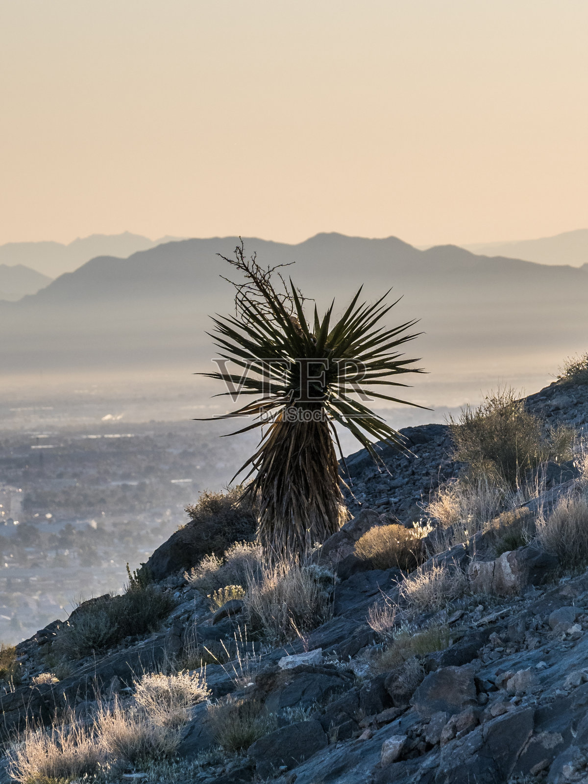 内华达沙漠植物照片摄影图片