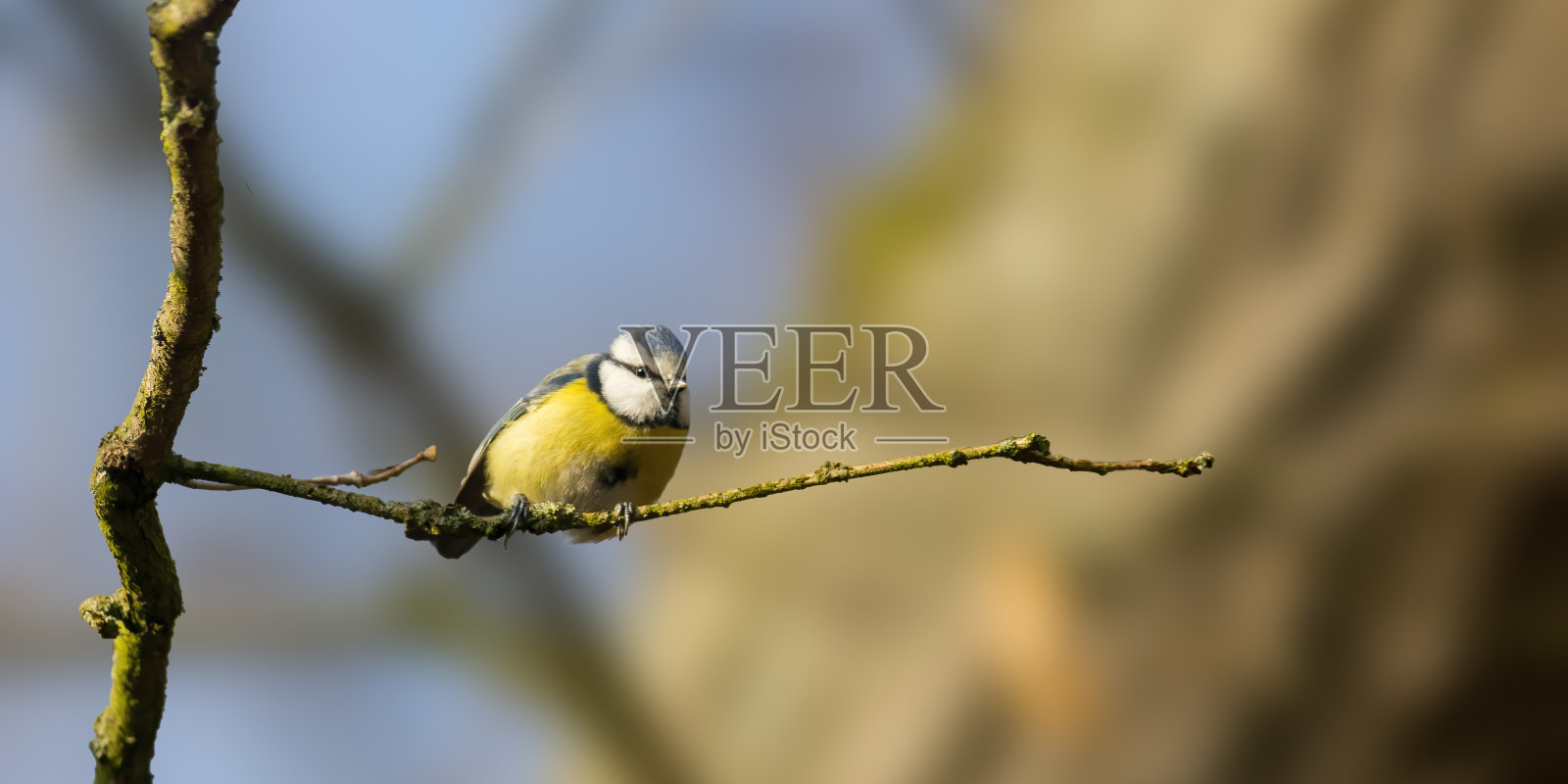 小鸟在美丽的绿色森林里照片摄影图片