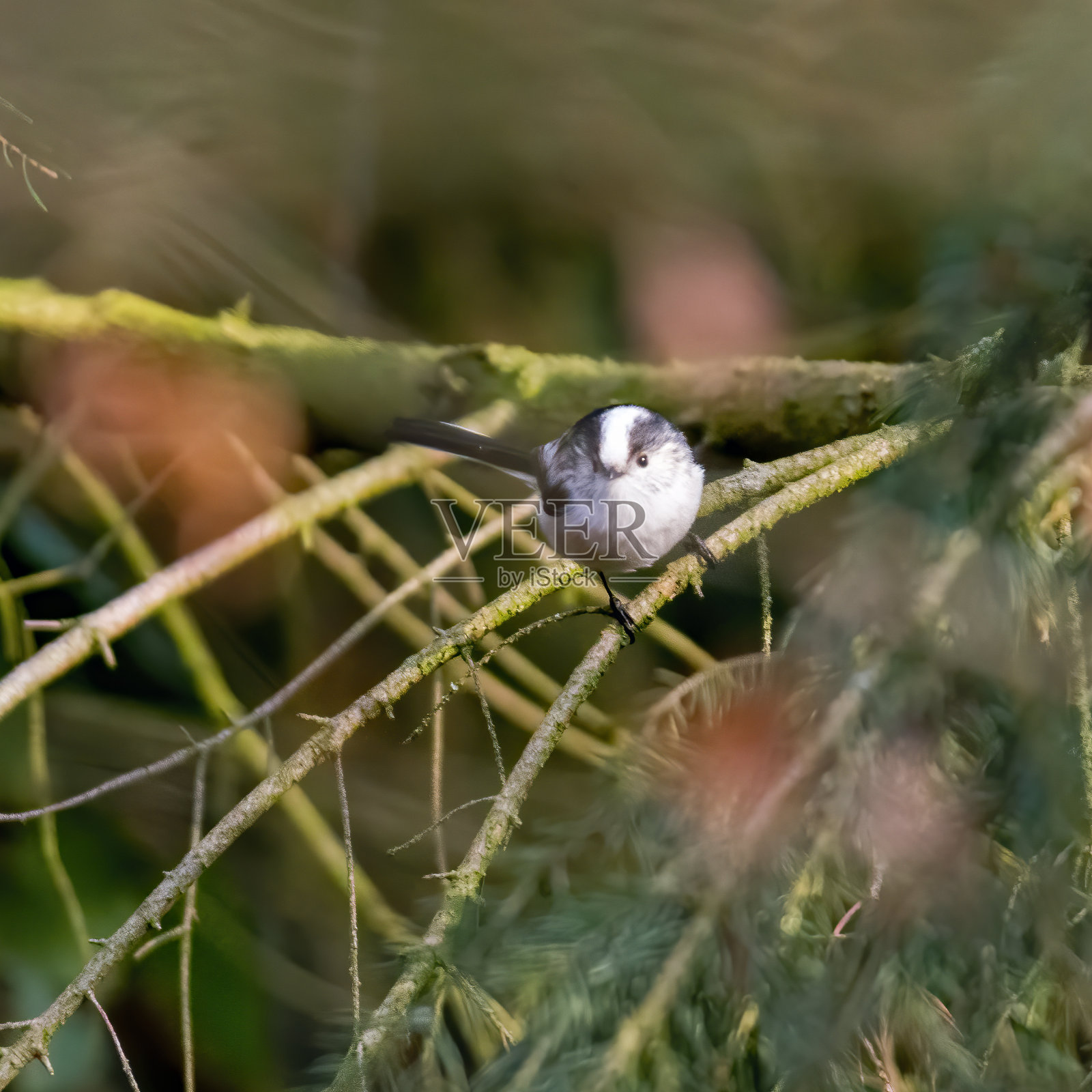 小鸟在美丽的绿色森林里照片摄影图片