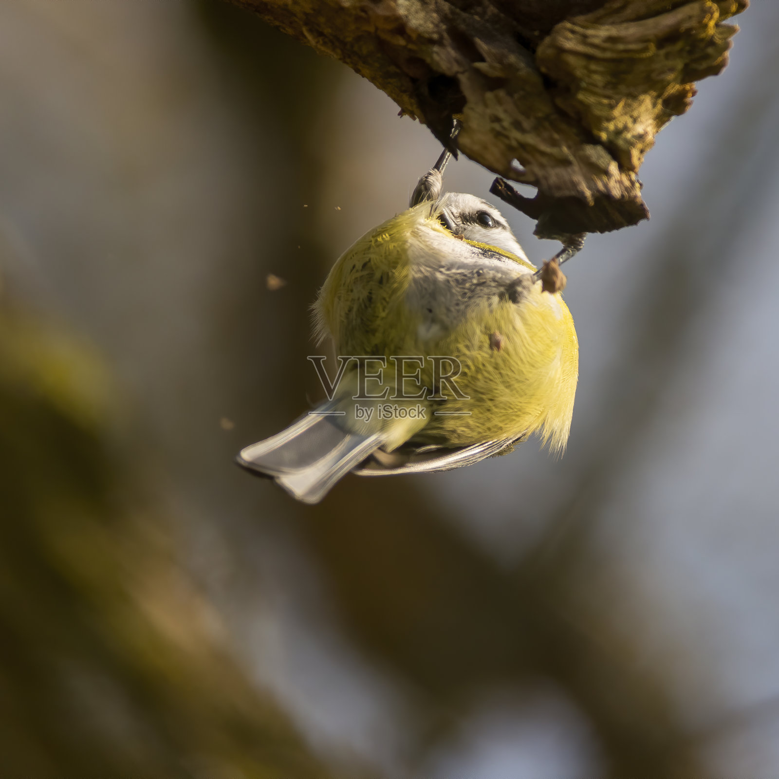 小鸟在美丽的绿色森林里照片摄影图片