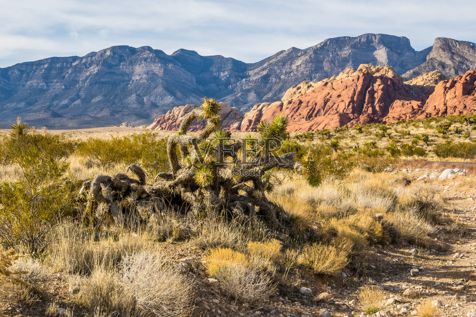 内华达沙漠植物照片摄影图片