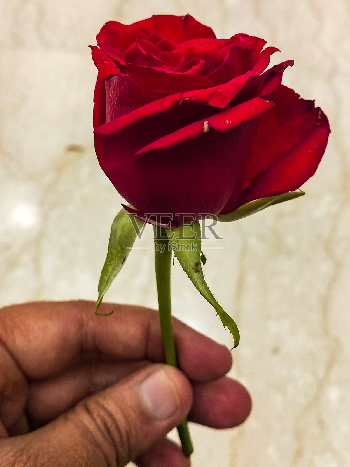 新鲜的红玫瑰和绿色的螺柱放置在印度德里的家中，红玫瑰是爱的象征照片摄影图片