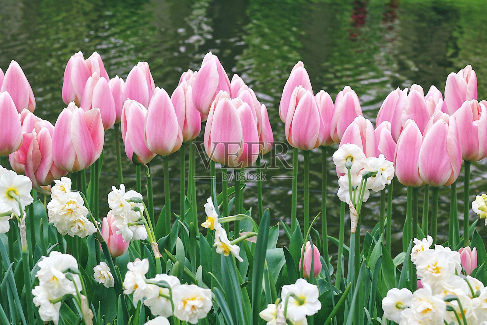 花园里有许多美丽的郁金香。照片摄影图片