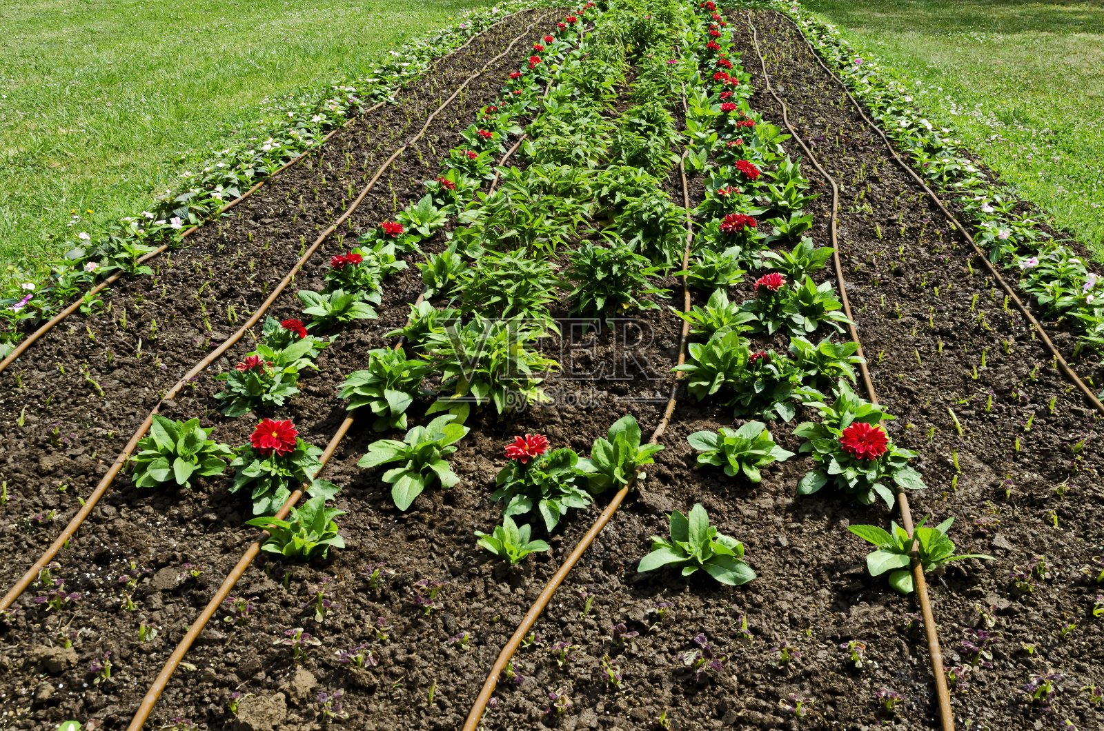 鲜红的大丽花，在新春的花园里绽放照片摄影图片