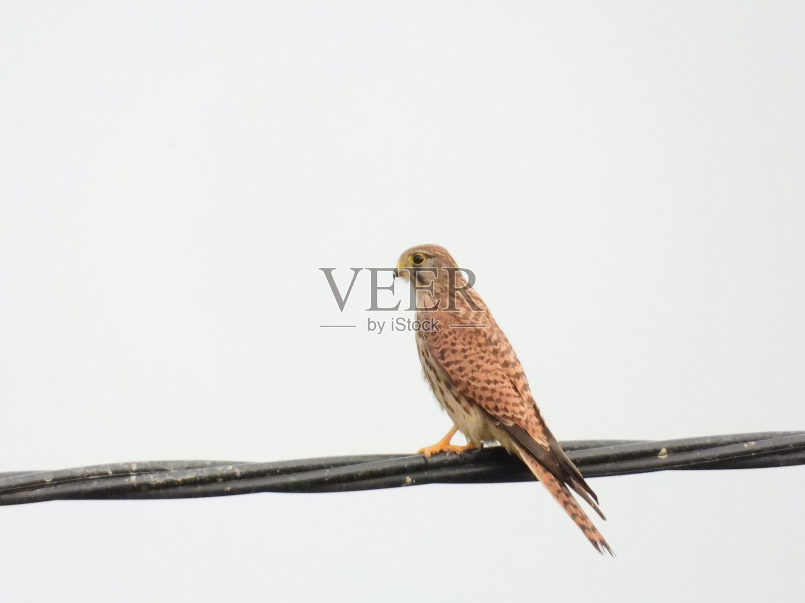 普通的红隼照片摄影图片