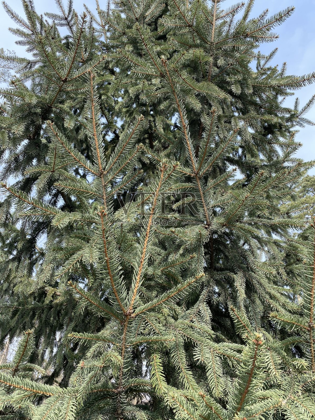 这是春天公园里冷杉树的特写。照片摄影图片