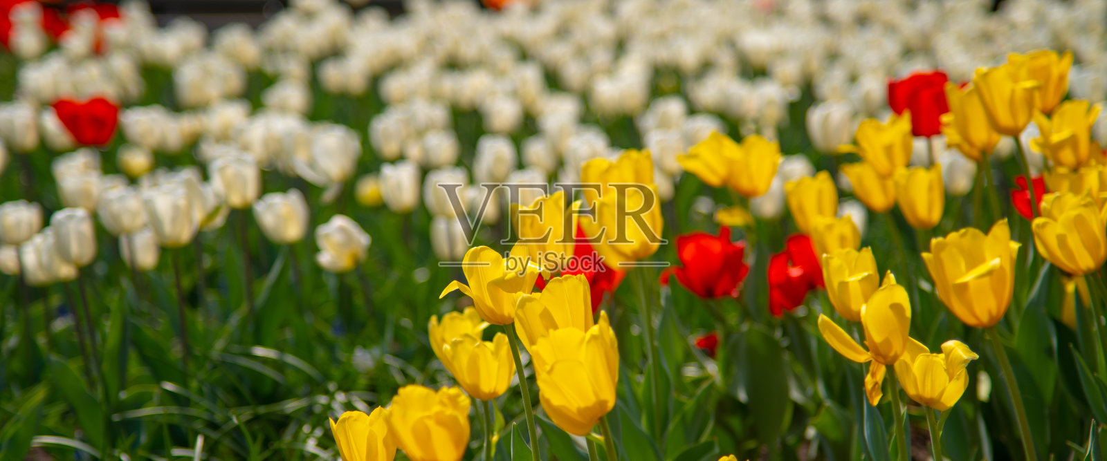 红色和黄色的郁金香盖过白色的。春天户外花园。盛开的鲜花。照片摄影图片