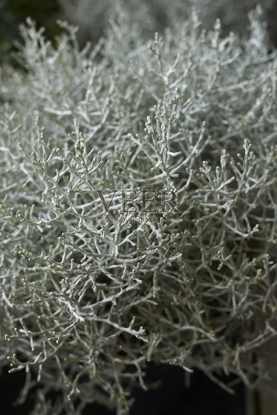 冬季冰冻植物特写照片摄影图片
