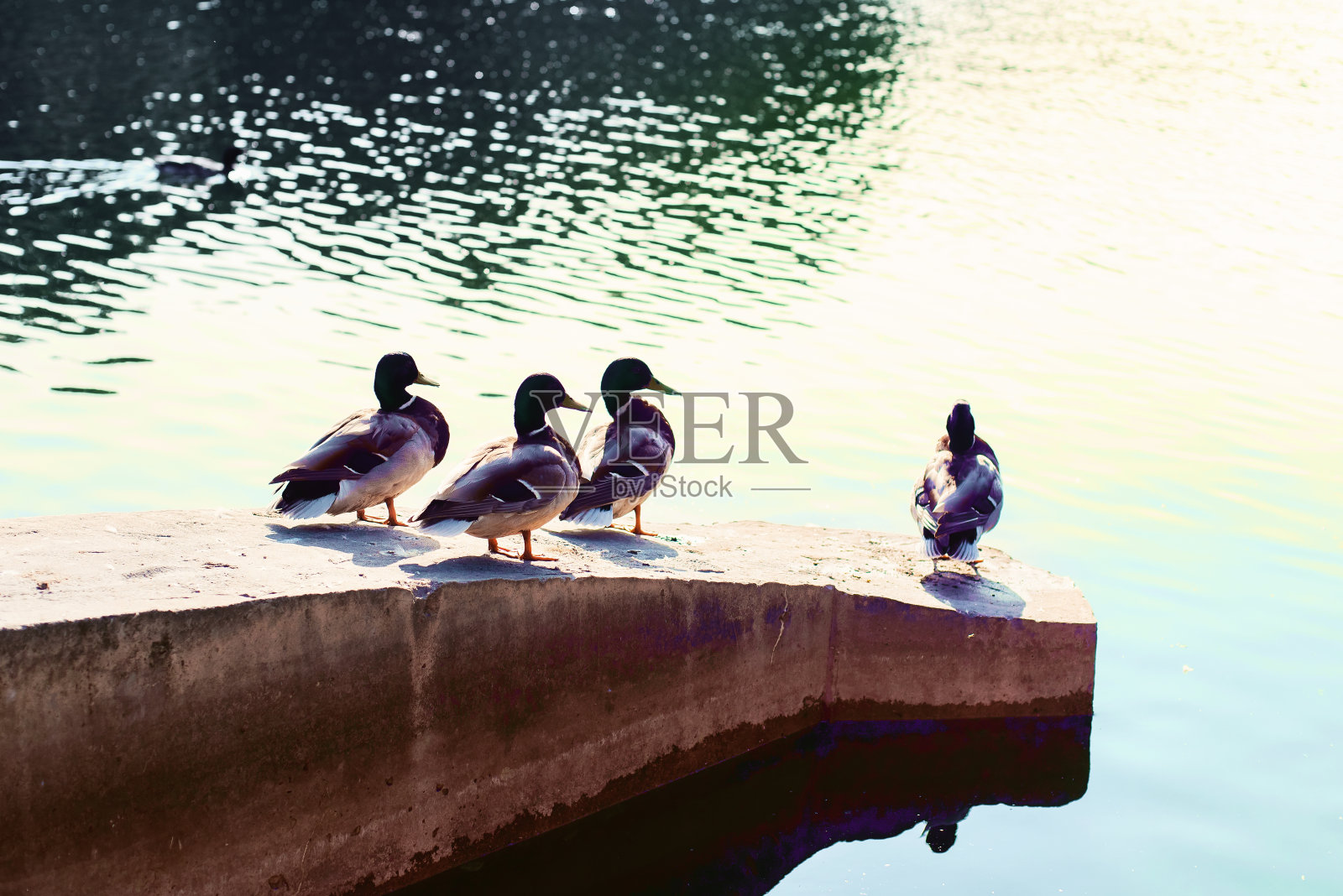 鸭子们放松着，在阳光下晒太阳照片摄影图片