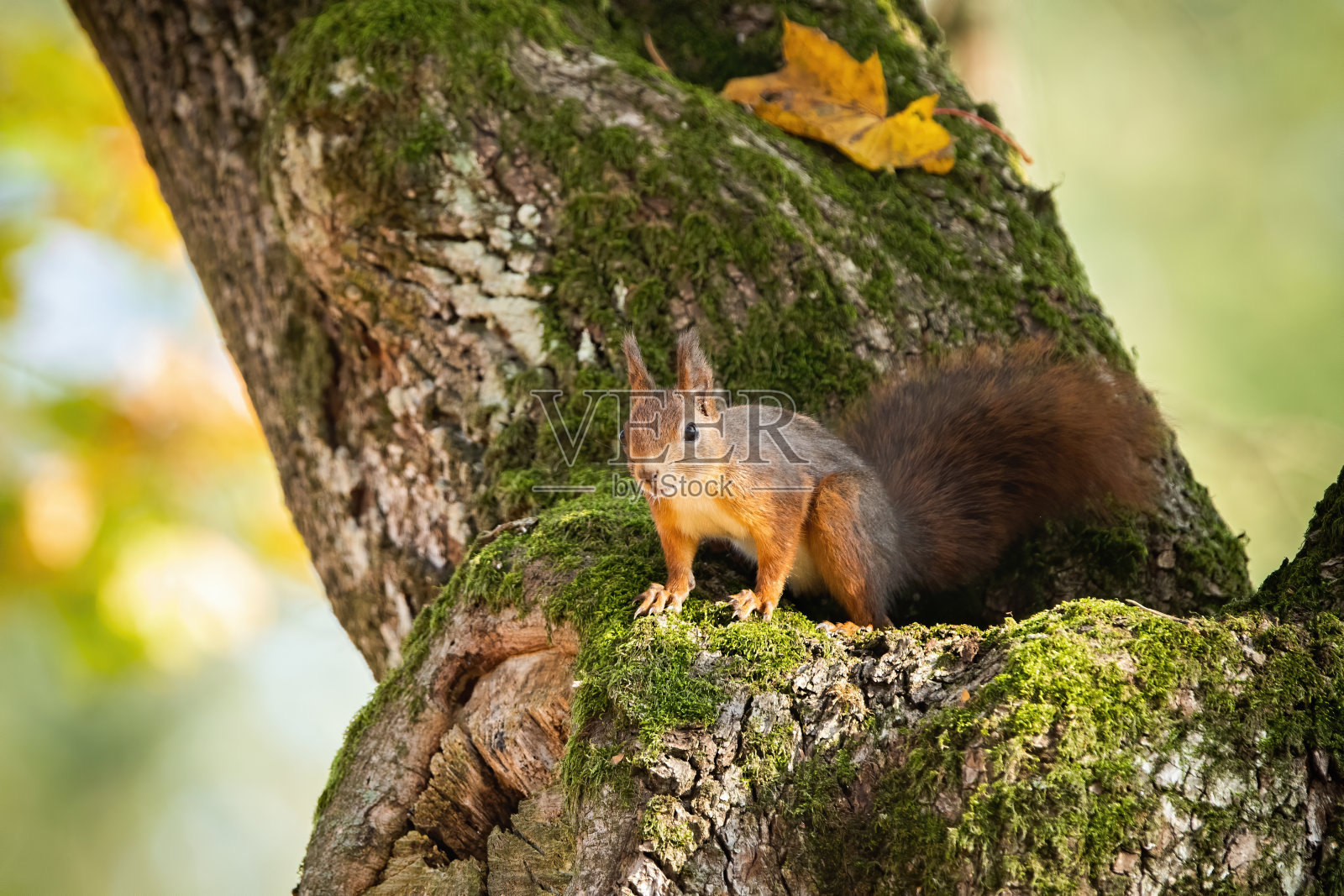 红色松鼠从树上向下看在秋天与副本空间照片摄影图片