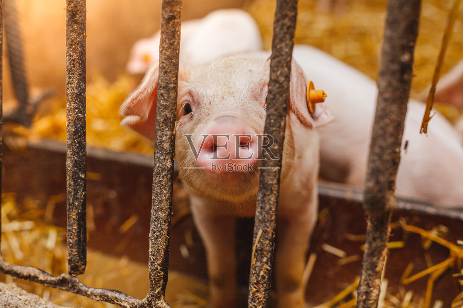 畜牧场里的小猪和小猪照片摄影图片