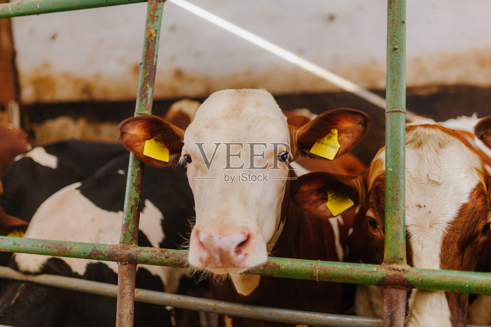 牛在稳定的牛肉生产中放牧照片摄影图片