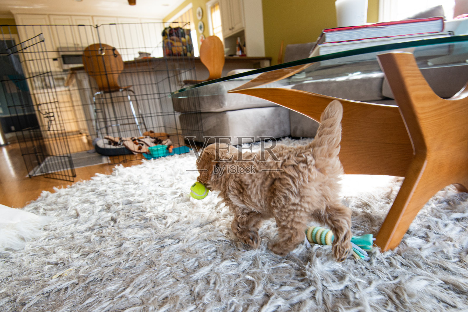 迷你金色涂鸦小狗玩玩具照片摄影图片