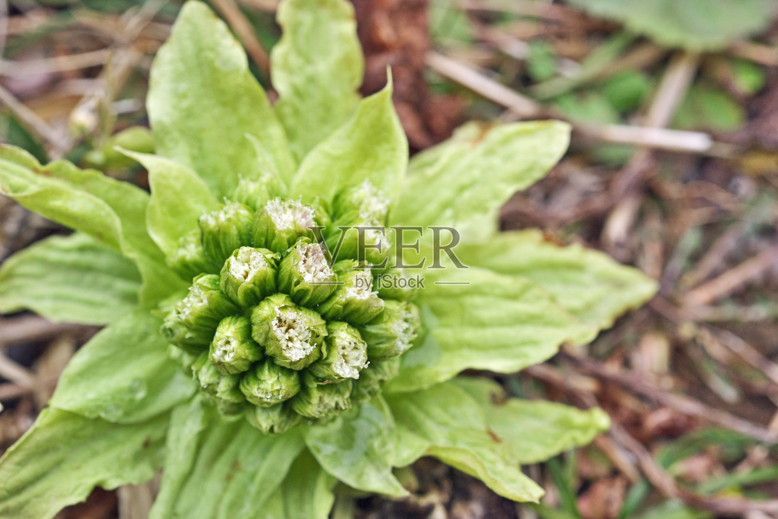 日本对虾照片摄影图片