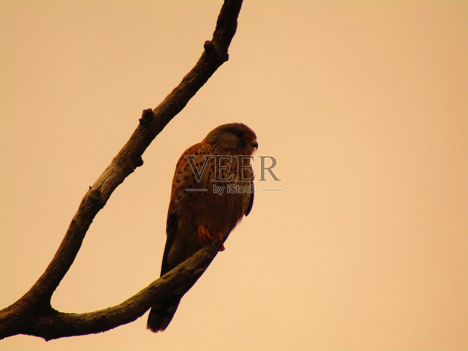 红隼照片摄影图片