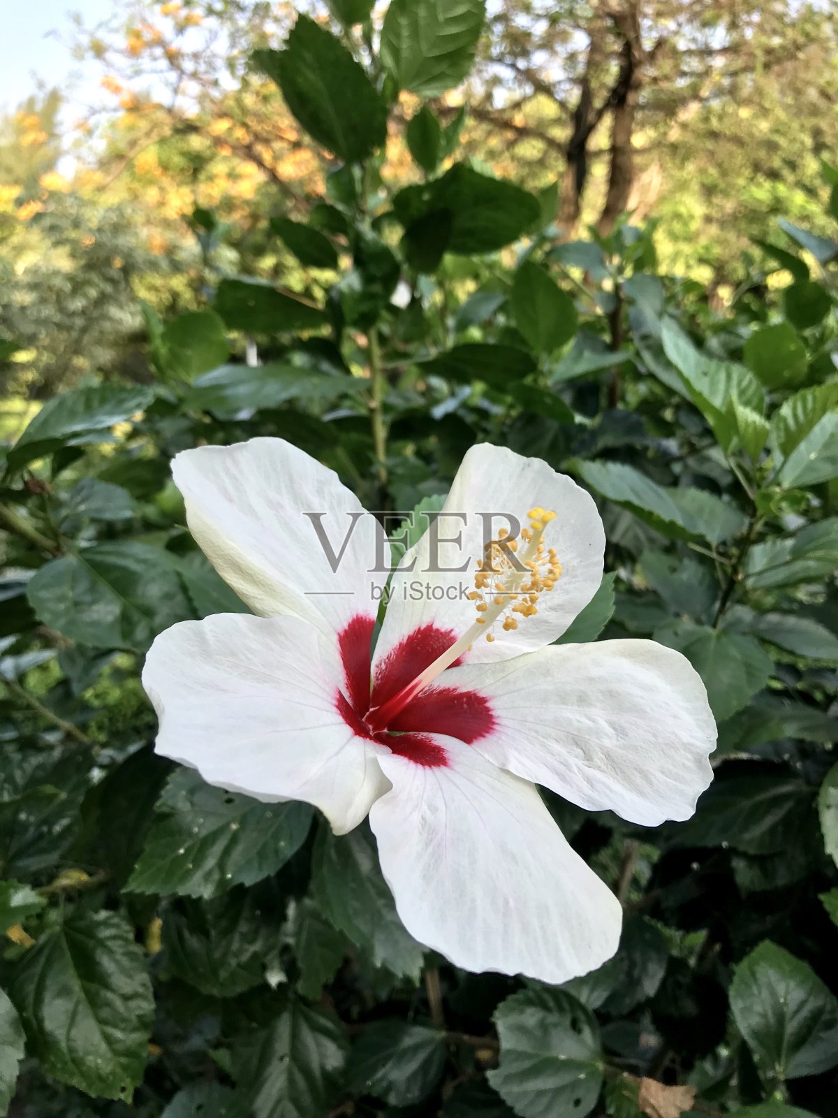 花园里盛开着白色的木槿花照片摄影图片