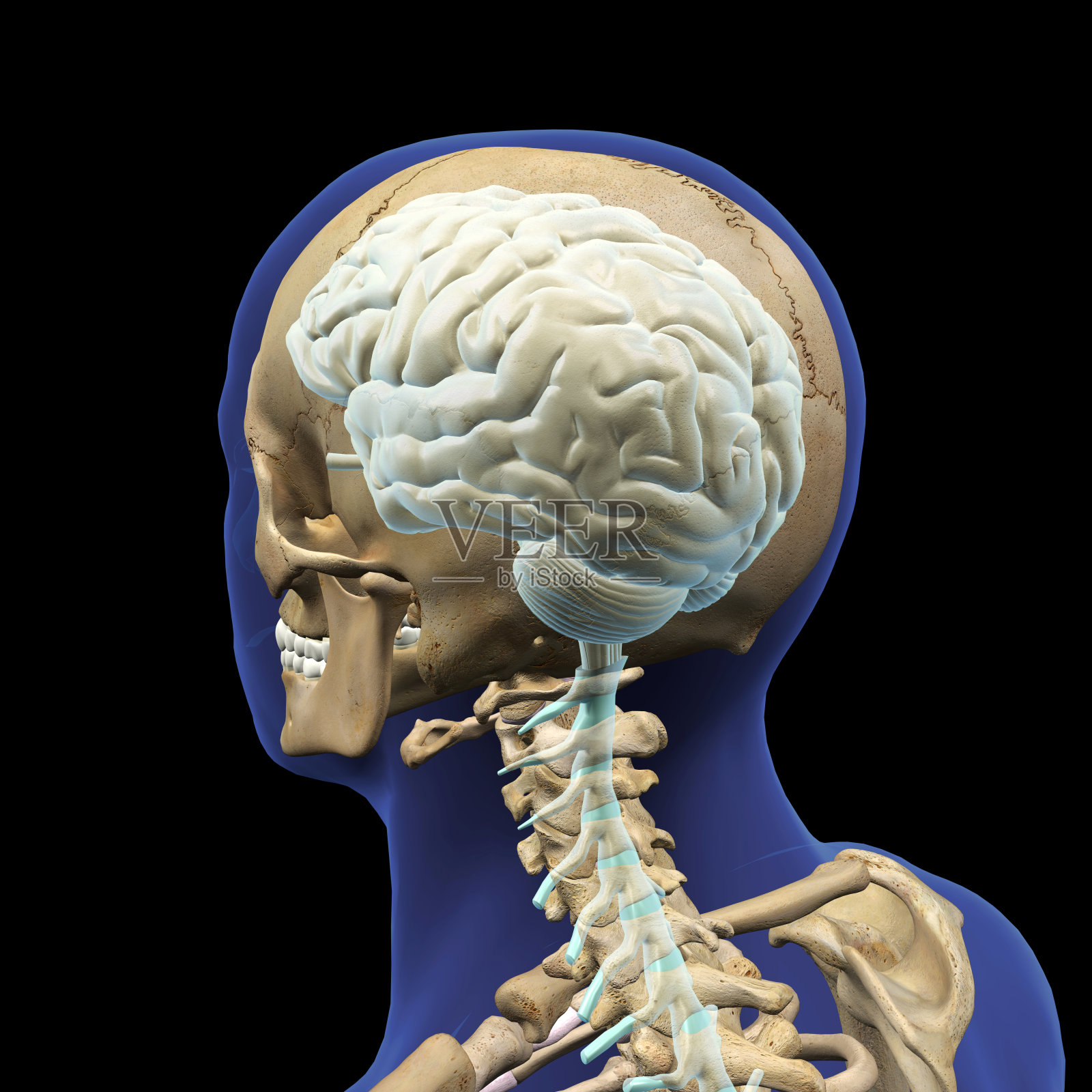 人类的头部，头骨，大脑和颈椎，后视图照片摄影图片