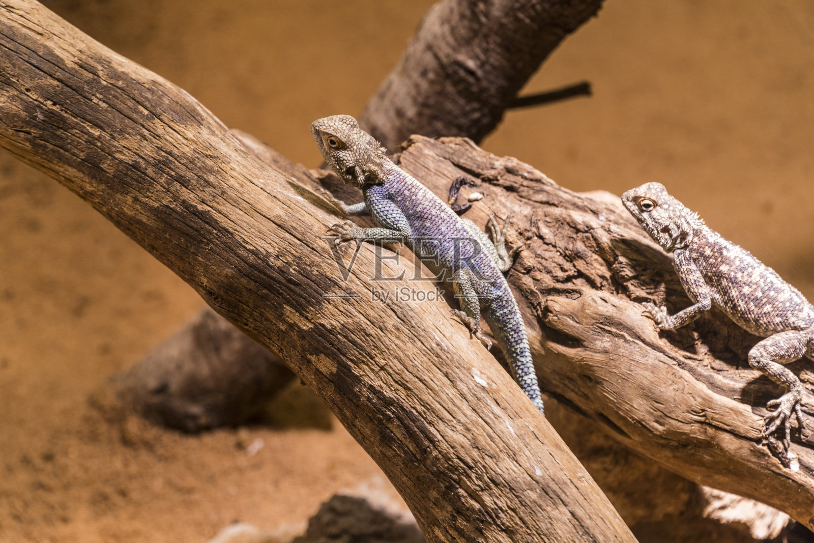 近距离观察阿加马属-拉巴特，摩洛哥照片摄影图片