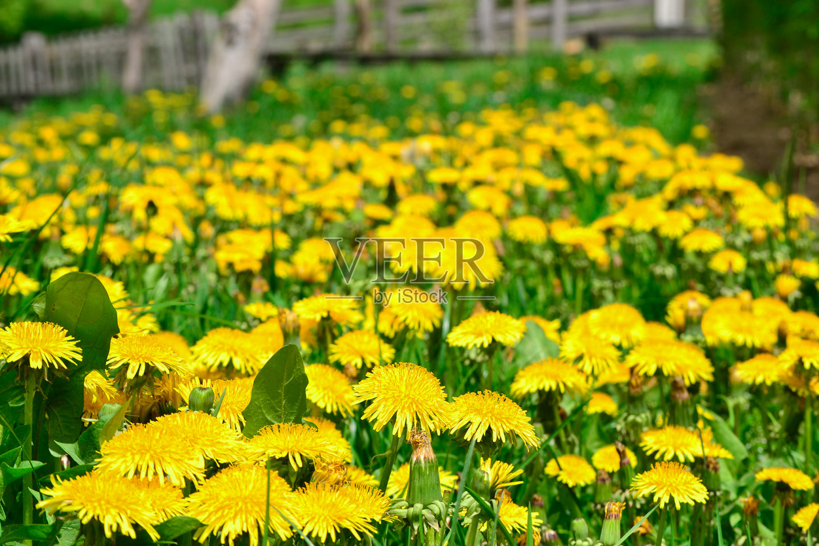 黄色的蒲公英照片摄影图片