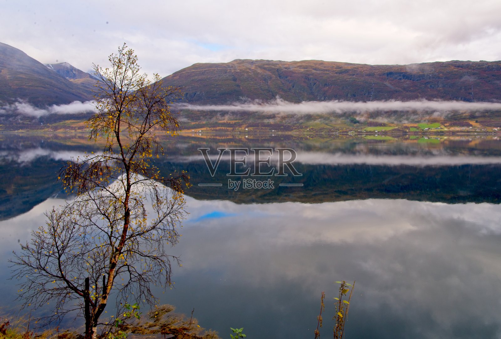 桦树上的最后一片叶子。照片摄影图片