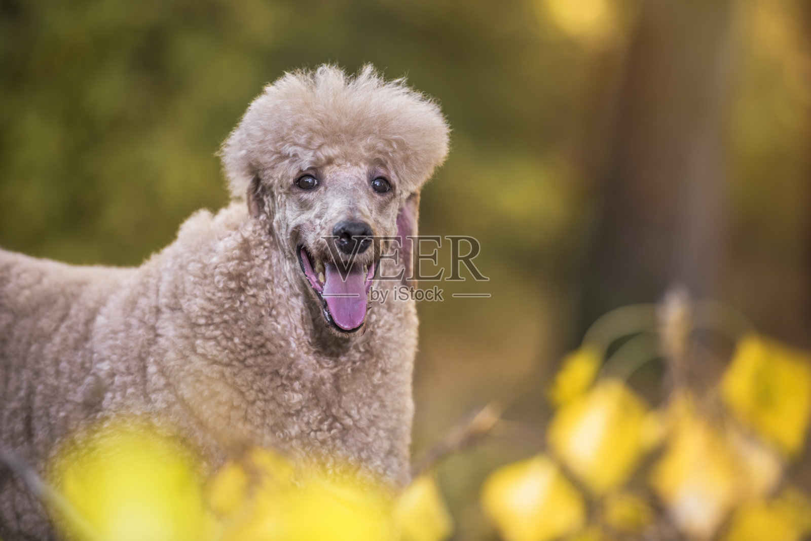 标准杏色狮子狗肖像在秋天的公园照片摄影图片