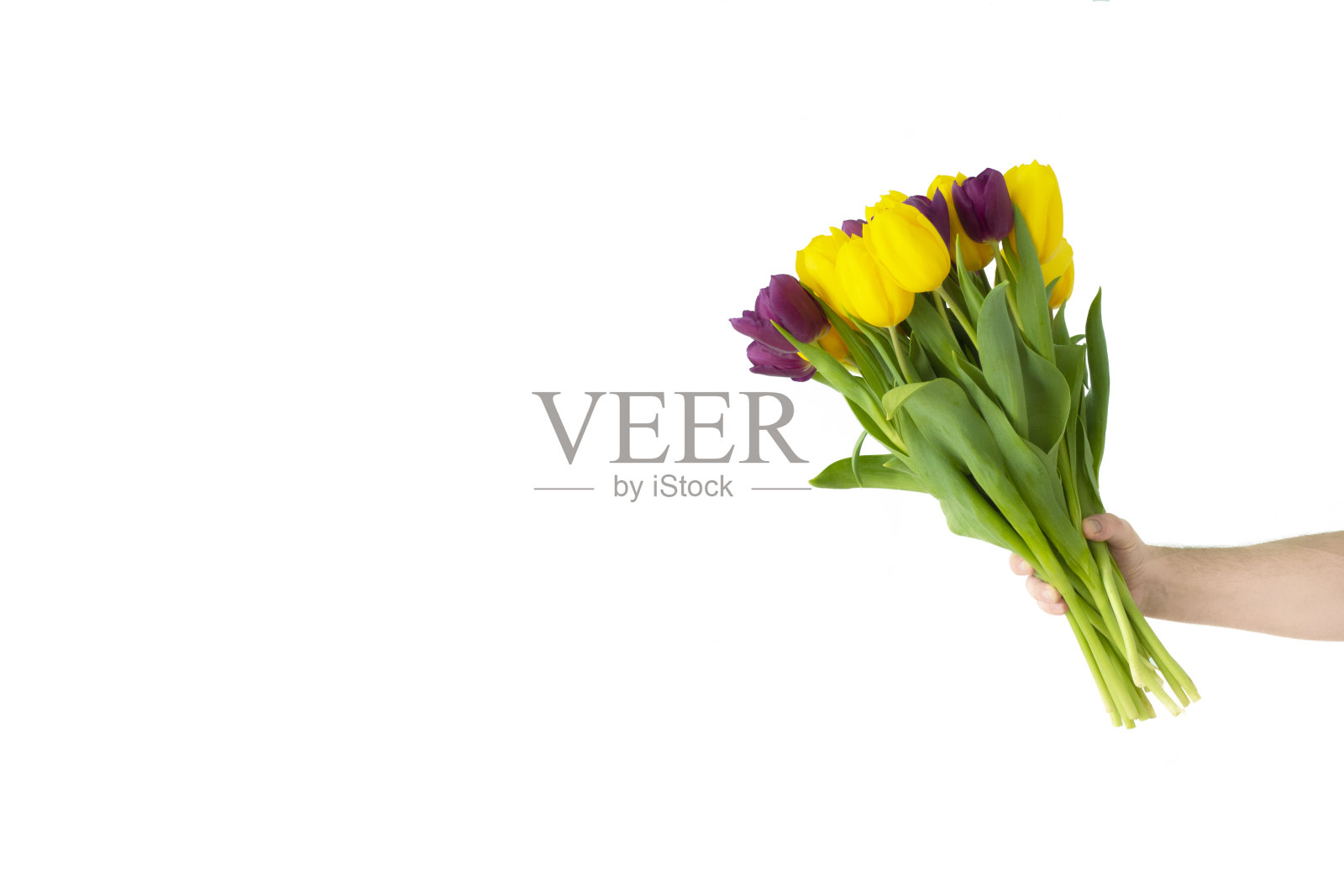 男人手里捧着黄色和紫色的白色郁金香花束。春天照片摄影图片