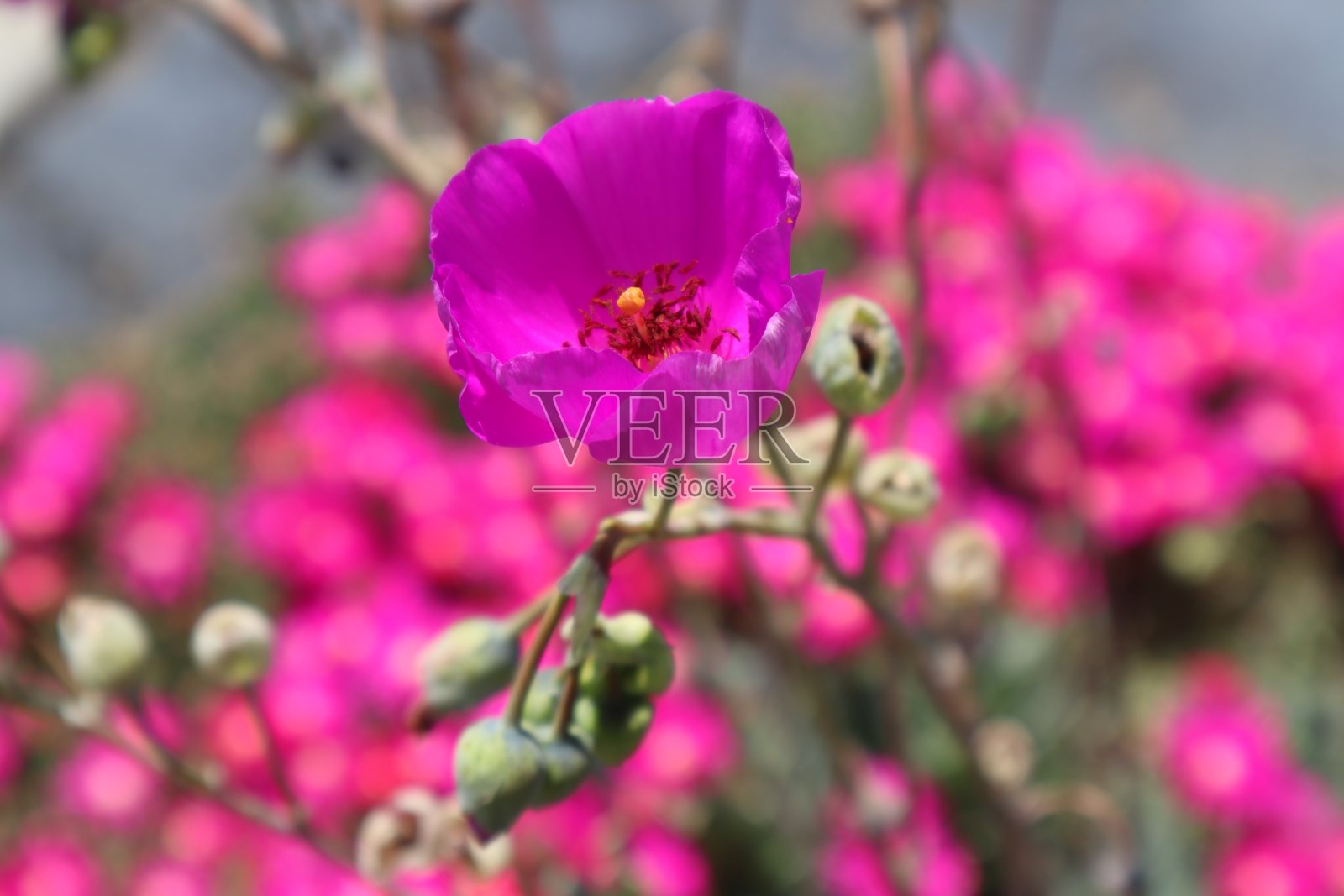 4/27/2018美丽的紫花照片摄影图片