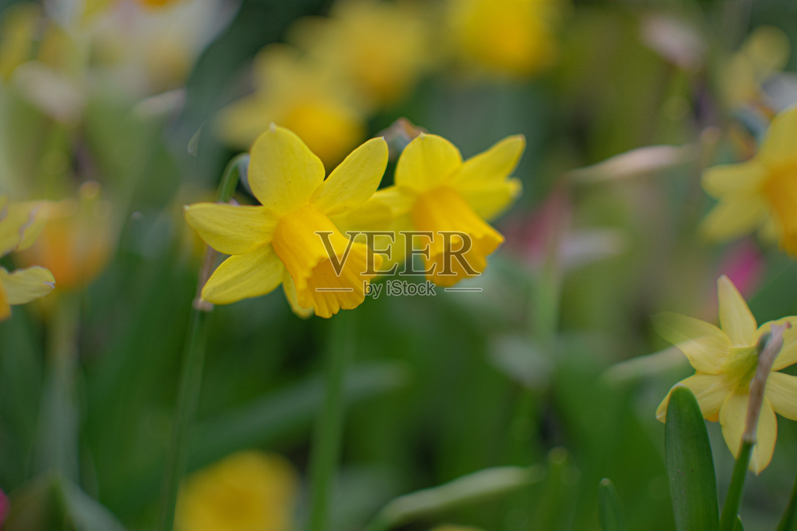 没有人的爱和相聚照片摄影图片