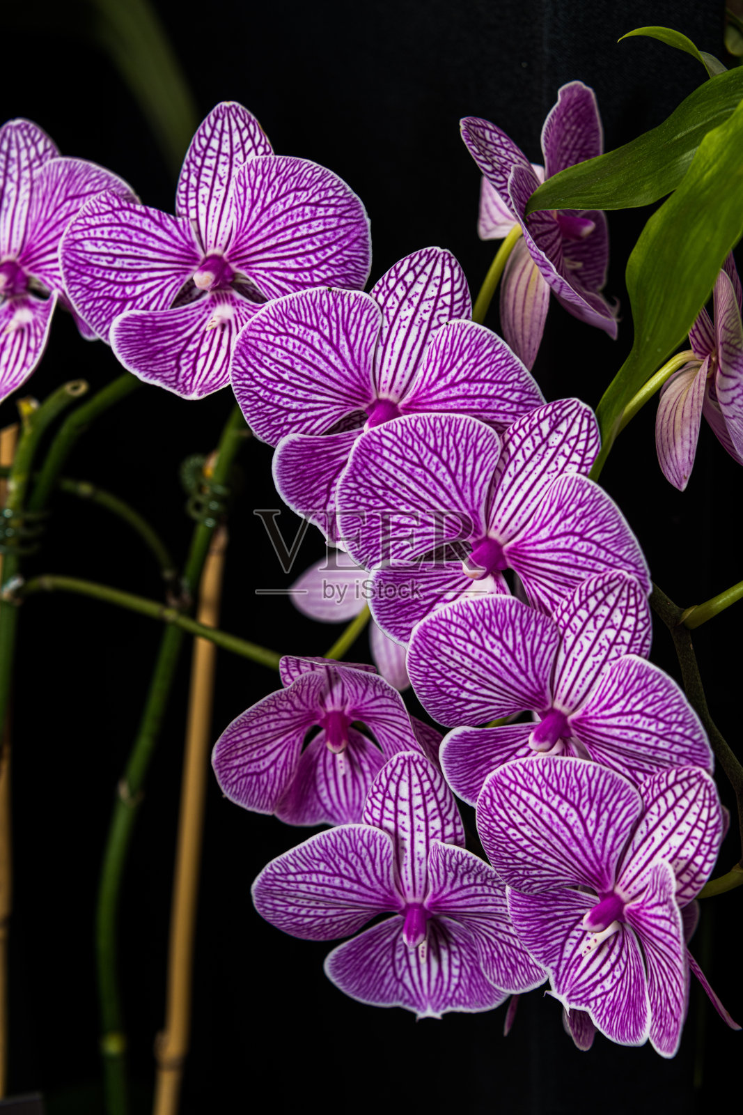 兰花飞蛾照片摄影图片