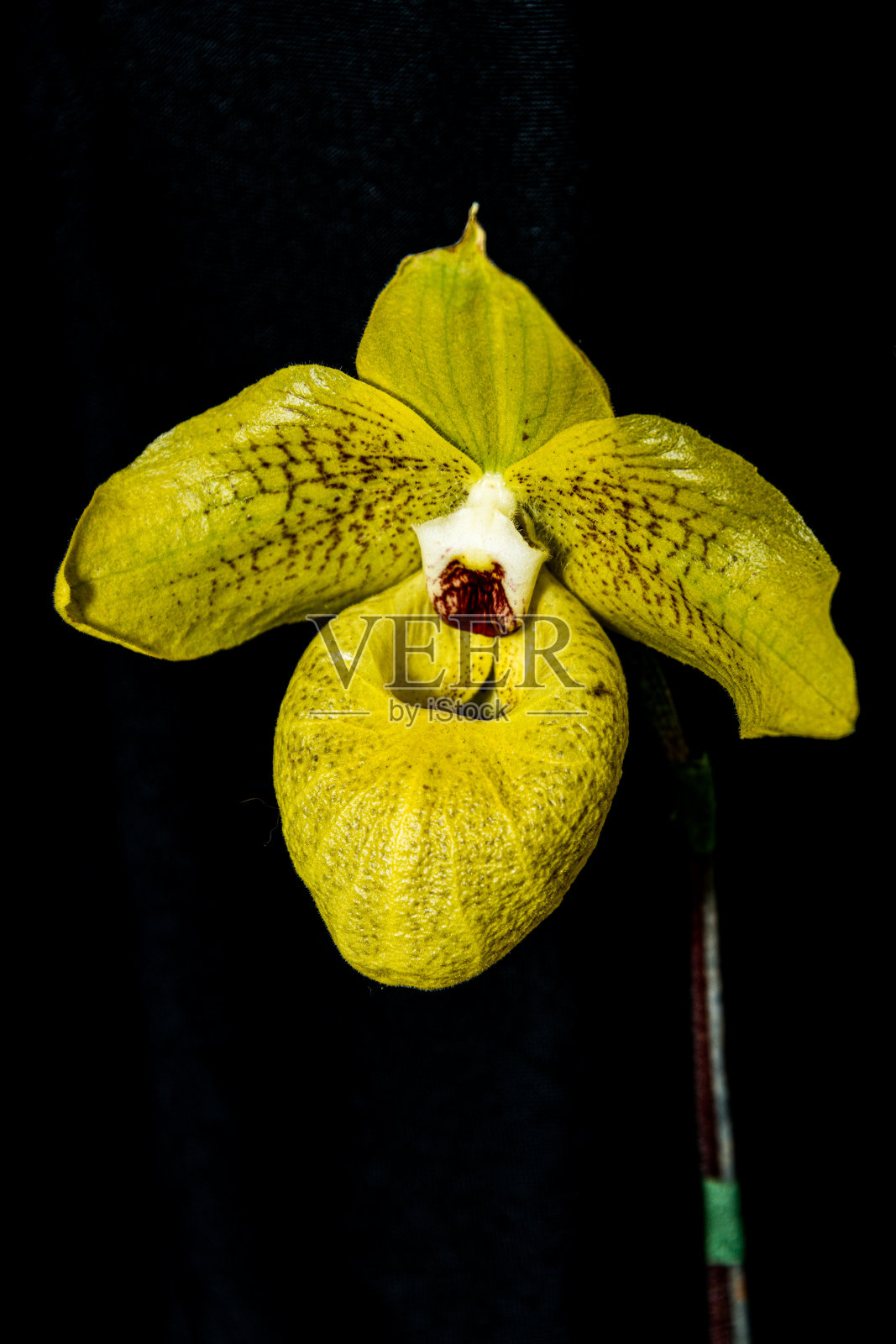 黄色的兰花照片摄影图片